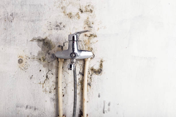 Best HVAC Mold Remediation in Paramount, CA