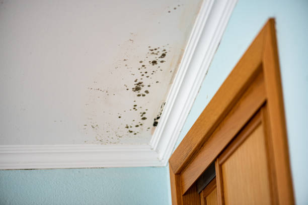 Best Attic Mold Remediation in Paramount, CA