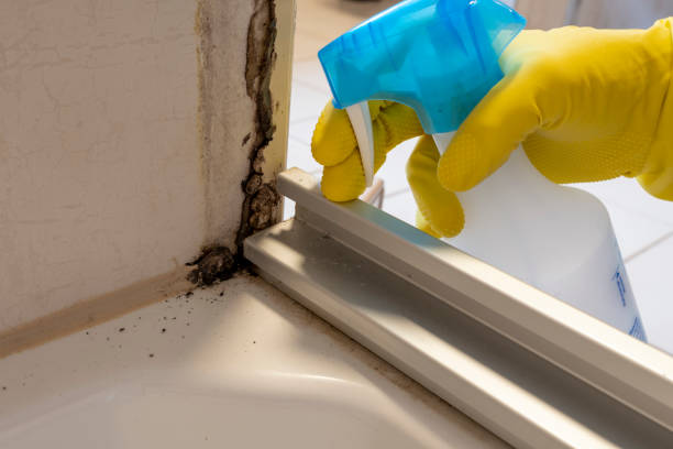 Best Black Mold Remediation in Paramount, CA