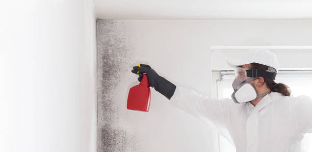 Best Mold Testing and Inspection Services in Paramount, CA