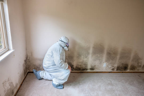 Best Black Mold Remediation in Paramount, CA