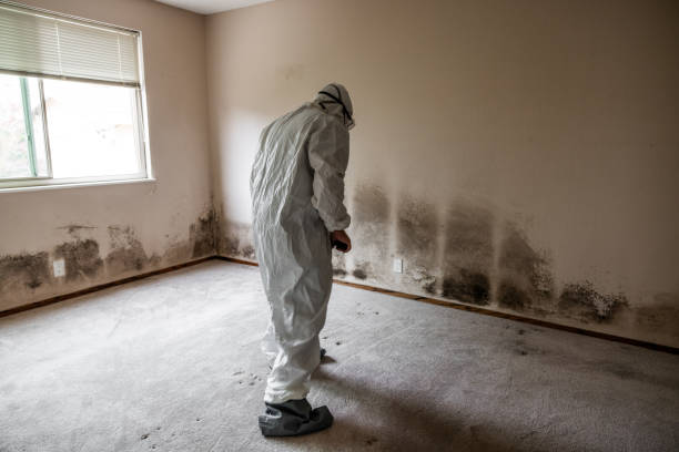 Best DIY Mold Remediation Support Services in Paramount, CA