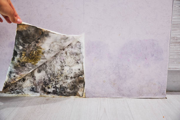 Trusted Paramount, CA Mold Remediation Experts